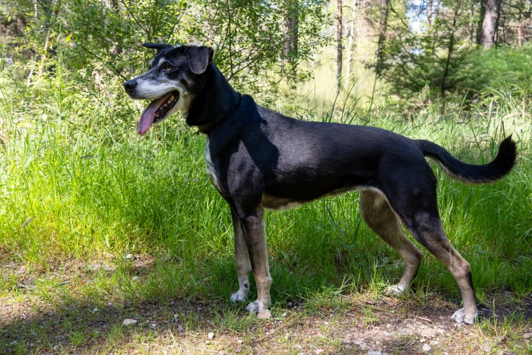 Photo de Xena