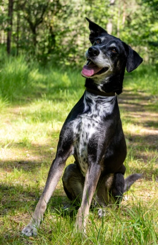 Photo de Xena
