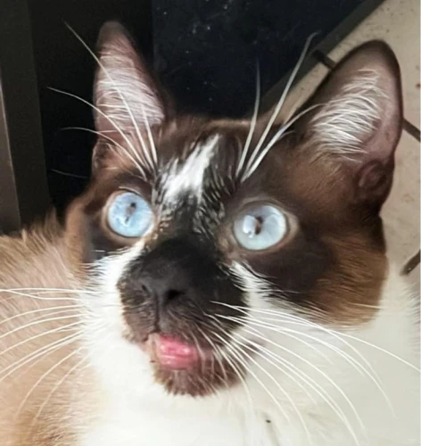 Animal à l'adoption