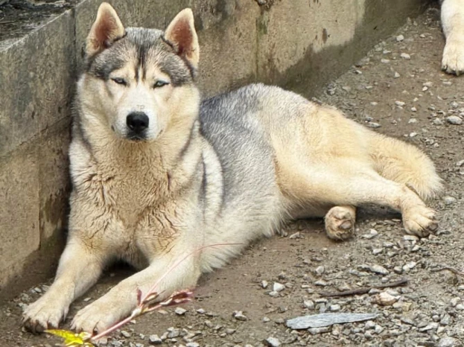 Animal à l'adoption