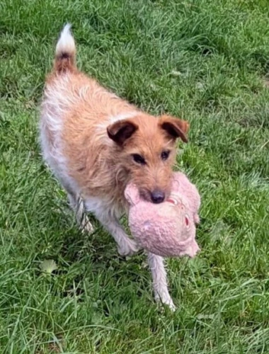 Animal à l'adoption