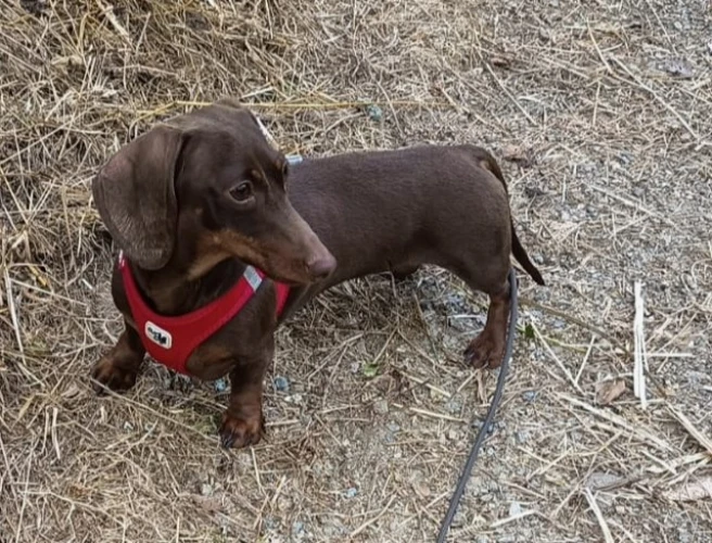 Animal à l'adoption