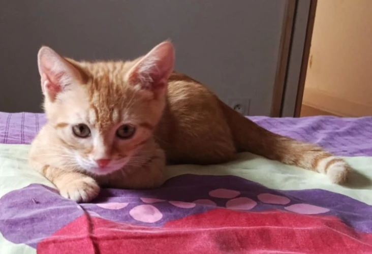 Animal à l'adoption