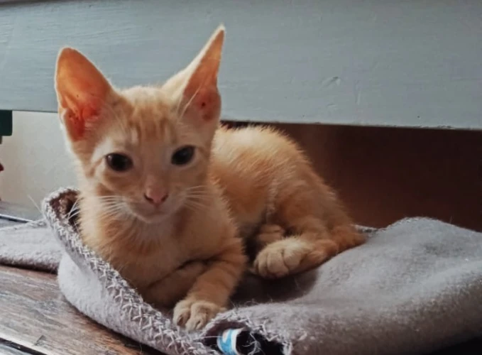Animal à l'adoption
