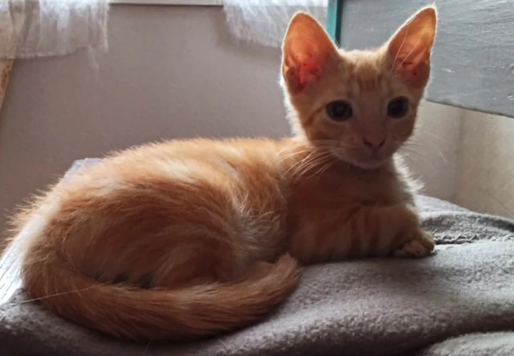 Photo de BISCUIT 