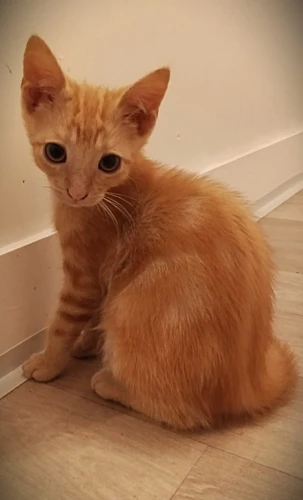 Photo de BISCUIT 
