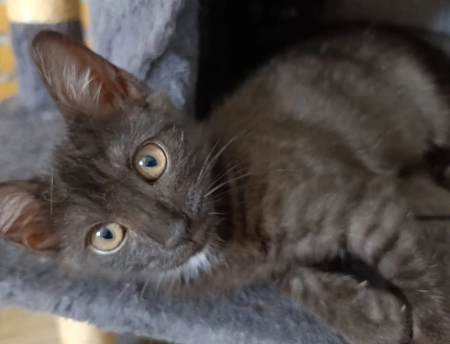 Animal à l'adoption