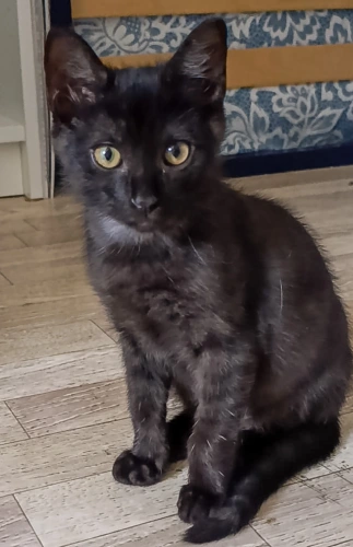 Animal à l'adoption