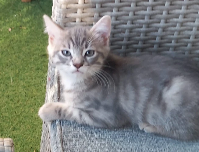 BALI