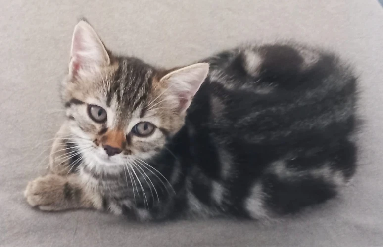 Animal à l'adoption