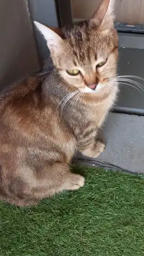 Animal à l'adoption