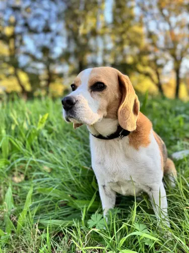 Oli