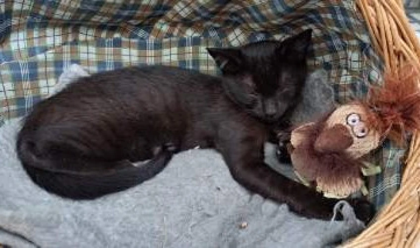 Animal à l'adoption