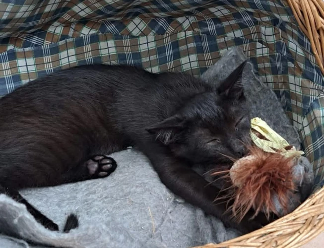 Photo de BIJOU