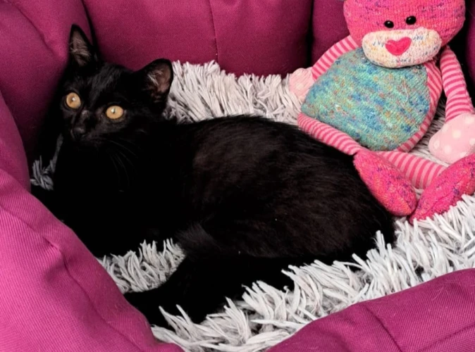 Animal à l'adoption