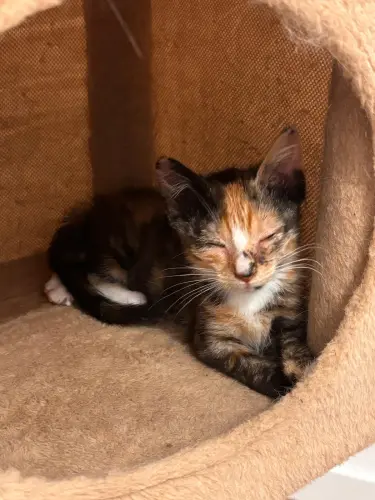 Jasmine