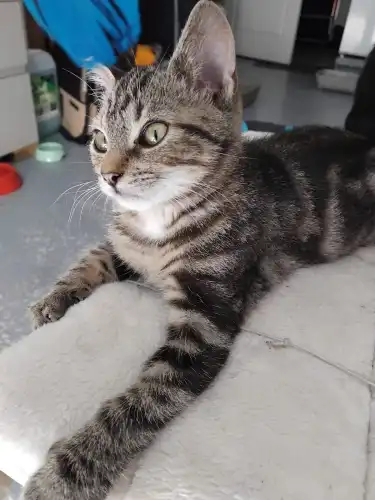 BERLIOZ