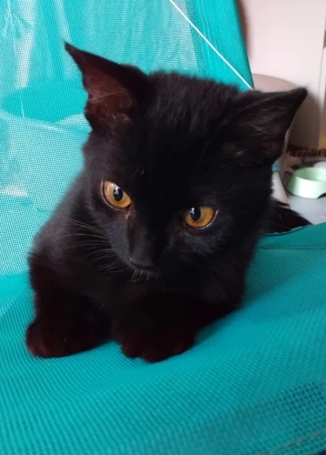 BONNIE