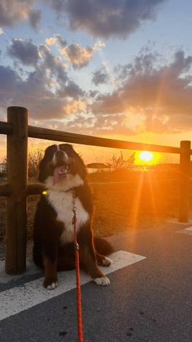 Photo de Milo