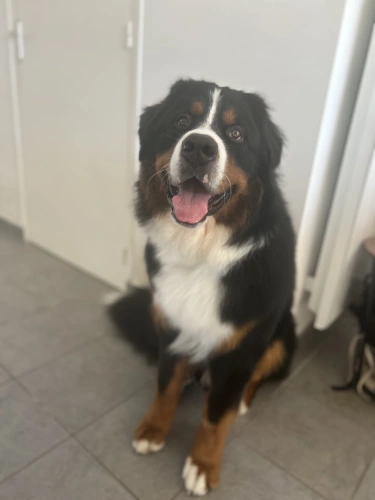 Photo de Milo