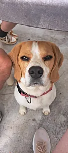 Oli