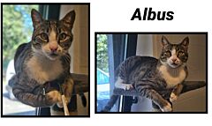Albus