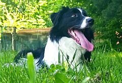 Alfi
