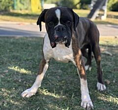 Ares caa13979