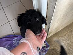 Arlo " en cours d'adoption"