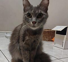 Asia
