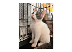 Berlioz pab27621