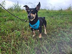 Blacky