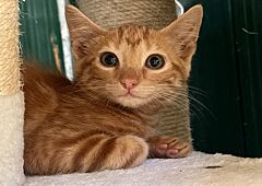 Bonbon (reserve)