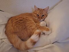 Caramel