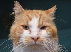 Casimir