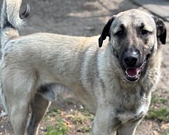 Chero caa13638
