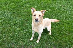 Chico