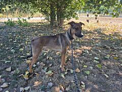 Comete (balto)