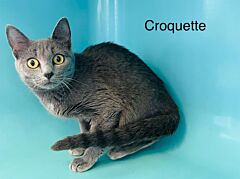 Croquette