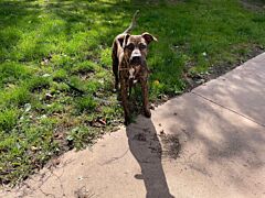 Dogo paa23008