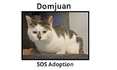 Domjuan