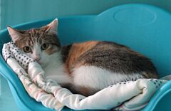 Floralie