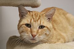 Franklin
