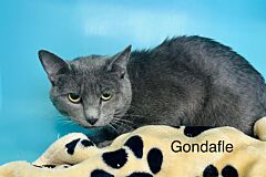 Gondafle