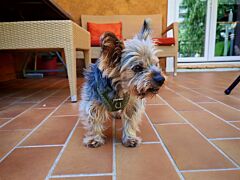 Junior