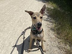 Kalou