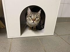 Kitty
