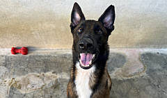 Laiko