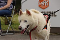 Laska