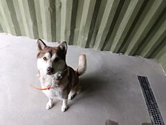 Lola